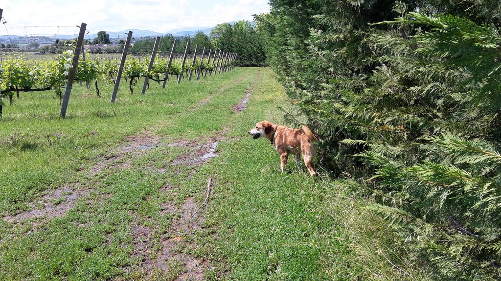 Agriturismo Case Mori Rimini Eksteriør bilde